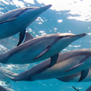 dolphin wallpaper APK