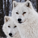 white wolf wallpapers APK