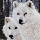 LWP の白いオオカミ アイコン