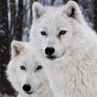 white wolf wallpapers ไอคอน