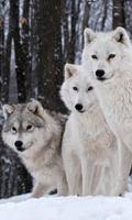 white wolf wallpapers โปสเตอร์