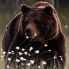 ikon Beruang Grizzly LWP