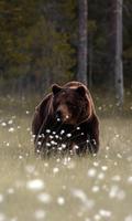 LWP Niedźwiedź grizzly plakat