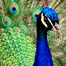 peacock live wallpaper APK