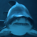 live sharks wallpaper APK