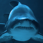 أسماك القرش LWP أيقونة
