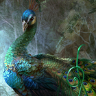 free peacock wallpaper icône