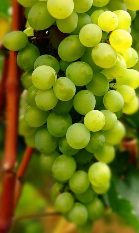 grapes wallpaper APK for Android Download