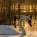 LWP Cisne ícone