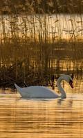 LWP Cisne Cartaz