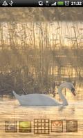 LWP Cygne capture d'écran 3