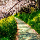 sakura tree wallpaper আইকন