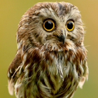 cute owl live wallpaper آئیکن