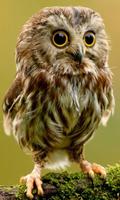 cute owl live wallpaper โปสเตอร์