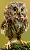 LWP Hibou Mignon Affiche