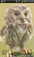 cute owl live wallpaper ภาพหน้าจอ 3