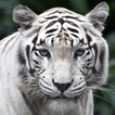 LWP Weiße Tiger