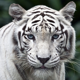 Tigres Blancs LWP icône