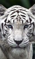 Tigres Blancs LWP Affiche