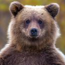 APK live wallpaper grizzly bear