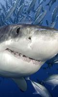 LWP-tubarão Cartaz