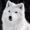 LWP Loup Arctique