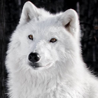 Lobo Ártico LWP ícone