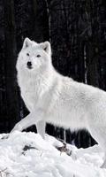 arctic wolf wallpapers পোস্টার