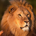 king of lion backgrounds ikon