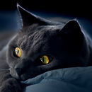 Katze-Hintergrund APK