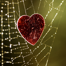 spider web wallpaper APK