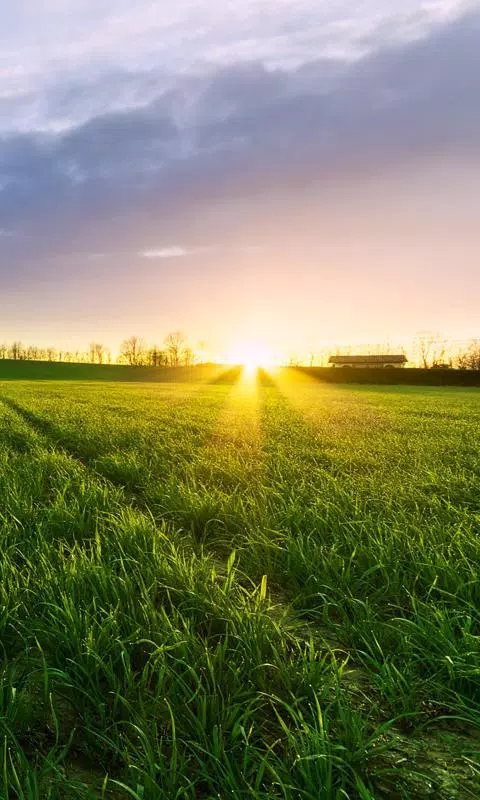 grass live wallpaper APK for Android Download grass live wallpaper APK for Android Download