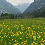 Flowers In Field LWP