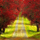 arbres à feuillage rouge lwp icône