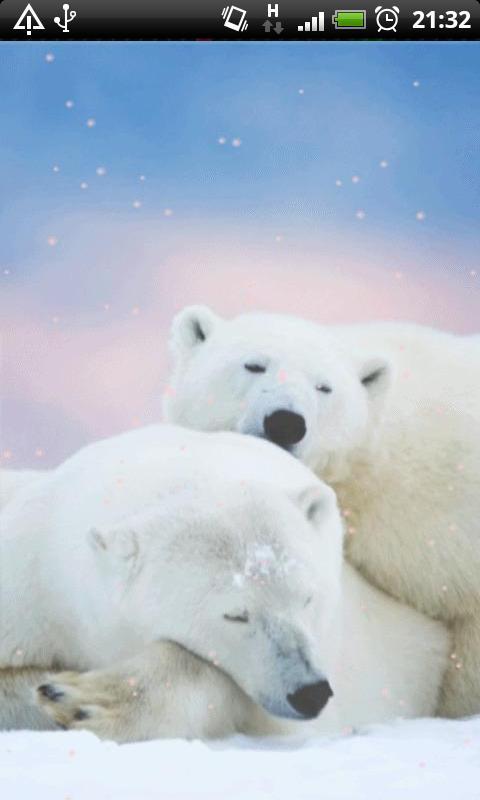Polar Bear Wallpaper For Android Apk Download