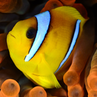 pez amarillo lwp icono