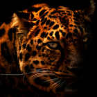 leopard sylwetki lwp ikona