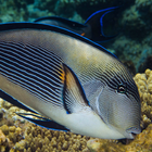 ikon ikan laut merah lwp