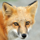 Red Fox Live Wallpaper آئیکن