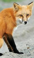 Red Fox Live Wallpaper پوسٹر