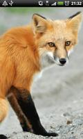 Red Fox Live Wallpaper اسکرین شاٹ 3