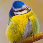 mésange bleue oiseau lwp icône