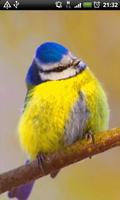Blue Tit Bird Live Wallpaper screenshot 3