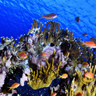 Icona vicolo Jackfish lwp
