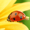 coccinella lwp