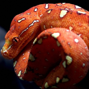 orange serpent lwp APK