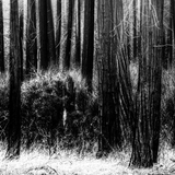 The Lonely Woods LWP آئیکن