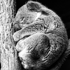 koala die ein Nickerchen lwp Zeichen