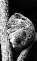 koala faire une sieste lwp Affiche