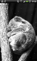 koala faire une sieste lwp capture d'écran 3